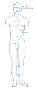 illustration showing relationship between liver and gall bladder