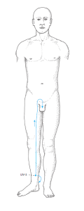 illustration showing luo connecting vessel system