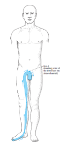 illustration showing liver sinew channel